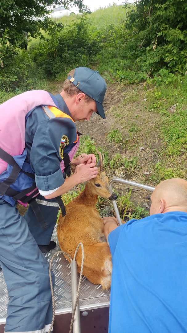 Пензенские спасатели помогли обессилевшей косуле выбраться из воды