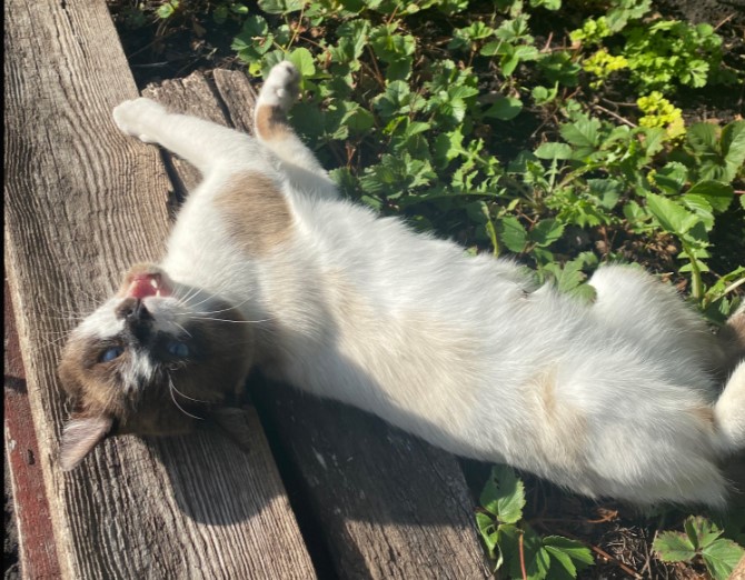 Пензенских заводчиков животных могут обязать платить налоги