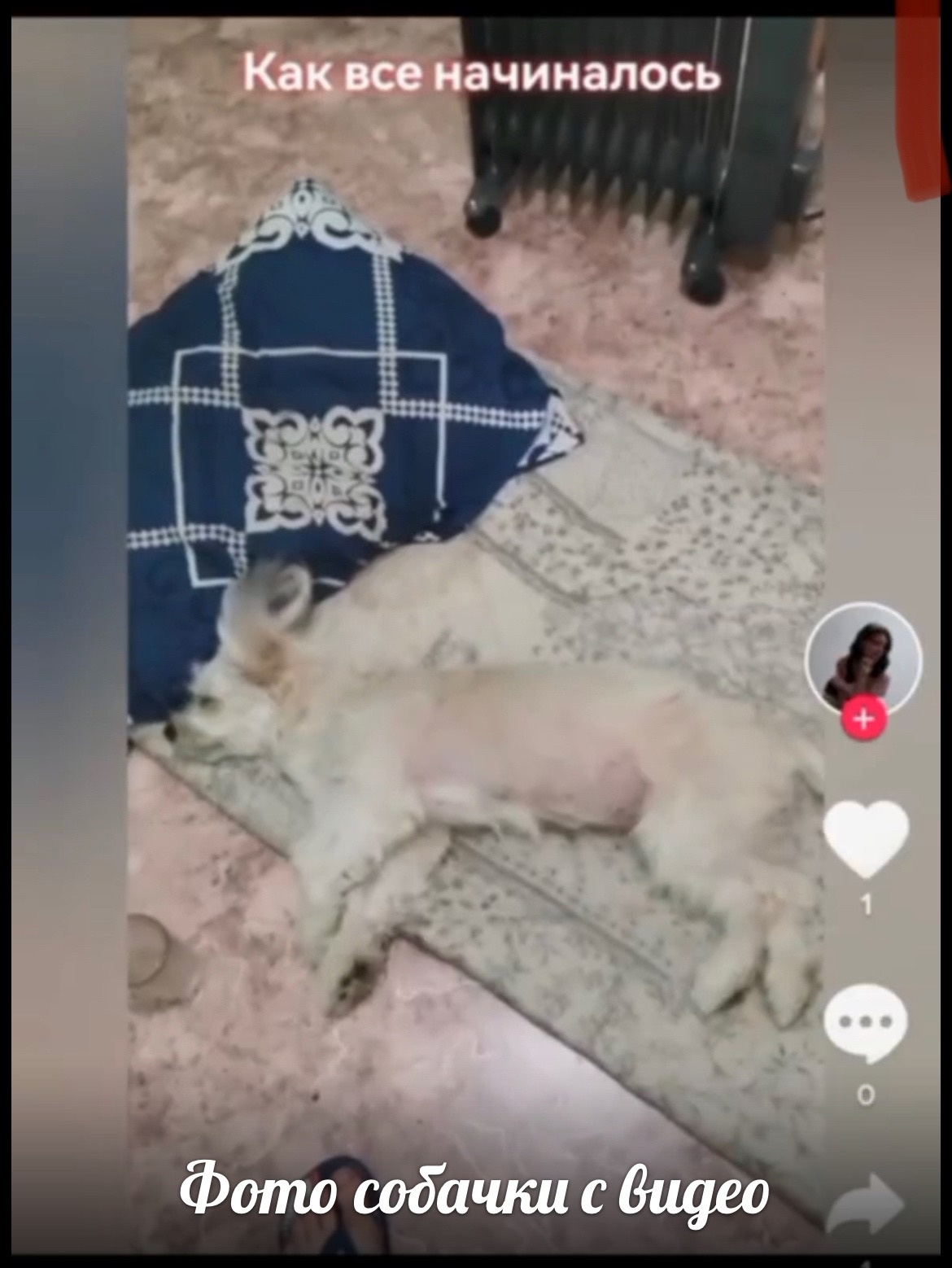 В Пензенской области зоозащитники разыскивают жительницу Мокшана, избивающую собаку