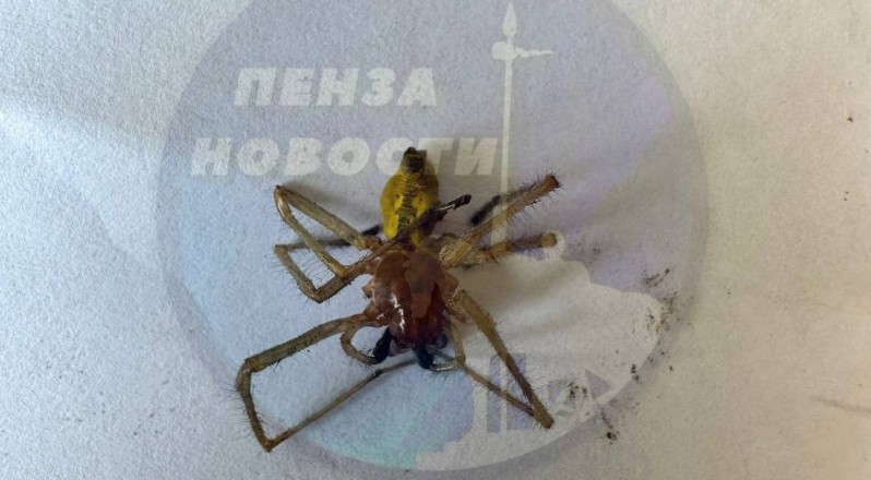 Пензенцы обнаружили у себя дома ядовитого паука