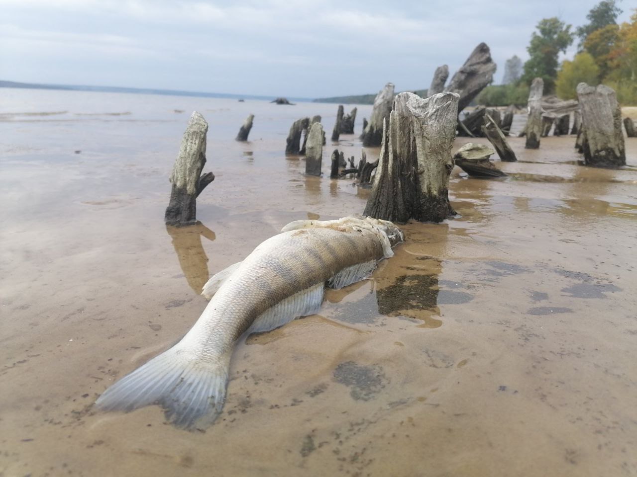 Пензенцев призвали готовиться к вспышке чумы