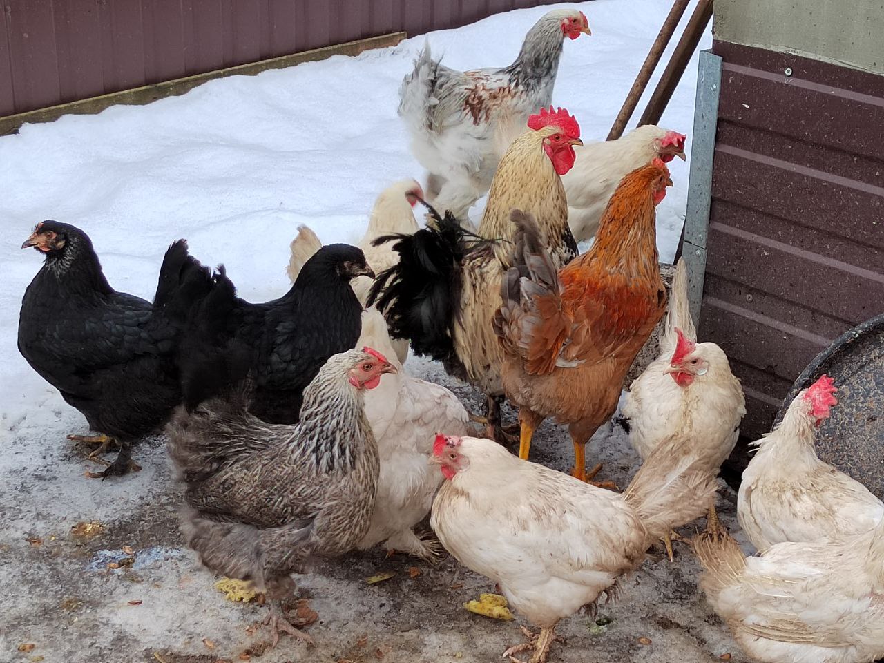 В Пензе произвели на 8% больше птицы и скота, чем в прошлом полугодии