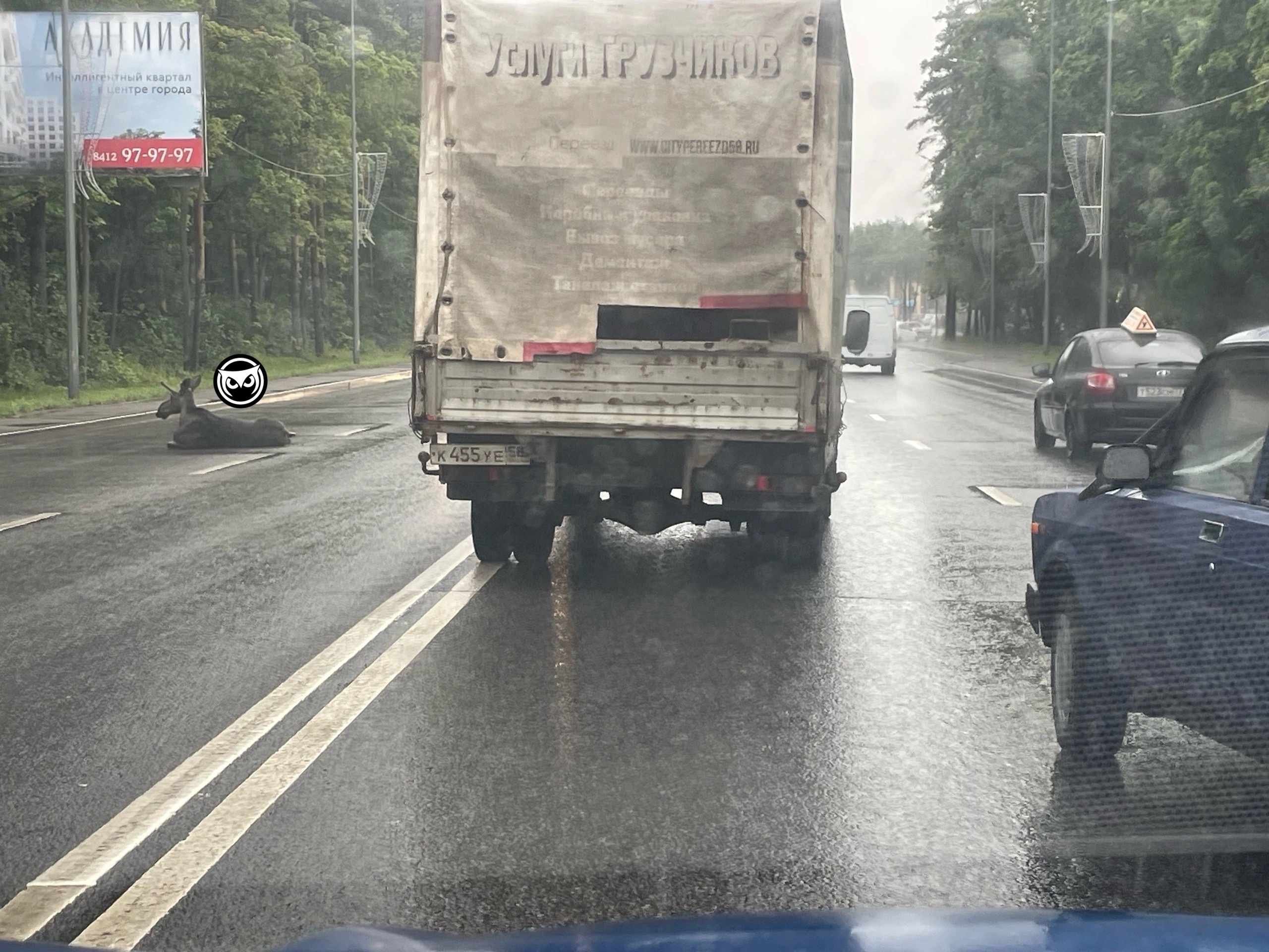 В пензенском Минлесхозе рассказали о шансах сбитого лося на выживание