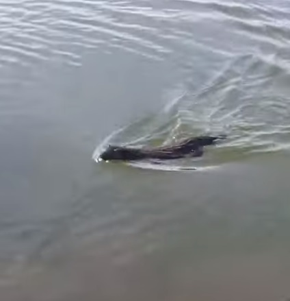 Пензенцы сняли на видео семью водоплавающих зверей