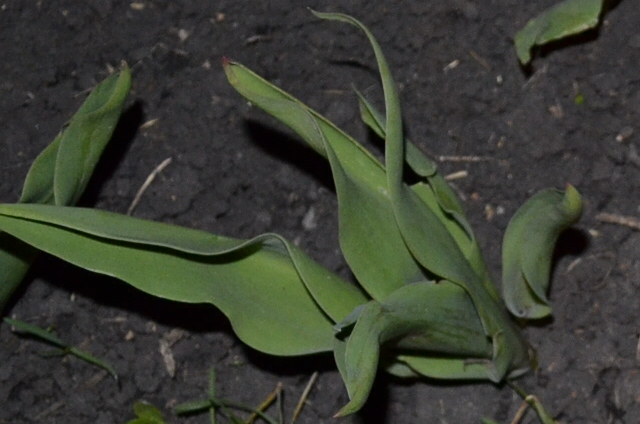 За тайники в Пензенской области наркокурьеру из Дагестана грозит пожизненное заключение