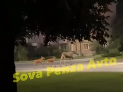 В Заречном лосиха перевела лосят по пешеходному переходу