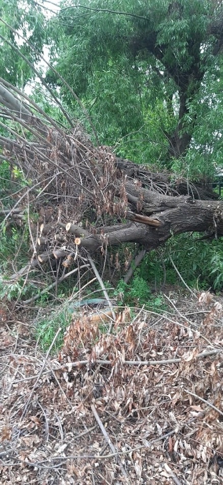 В Пензе на 2-ой Офицерской месяц лежит упавшее дерево