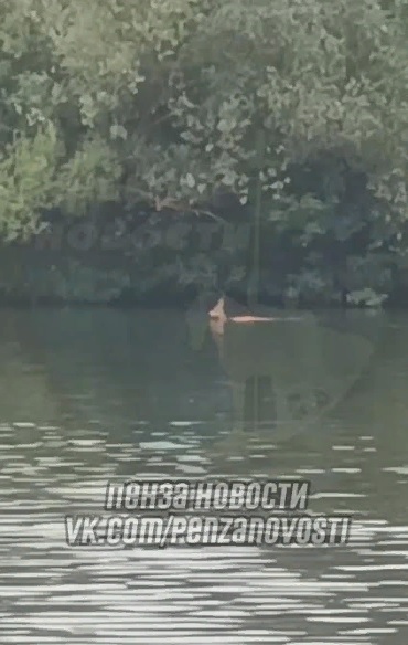 В Спутнике пензенцы сняли на видео плывущую косулю