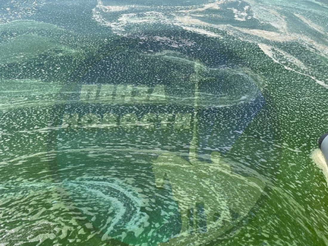 В Пензенской области "зацвело" Сурское водохранилище