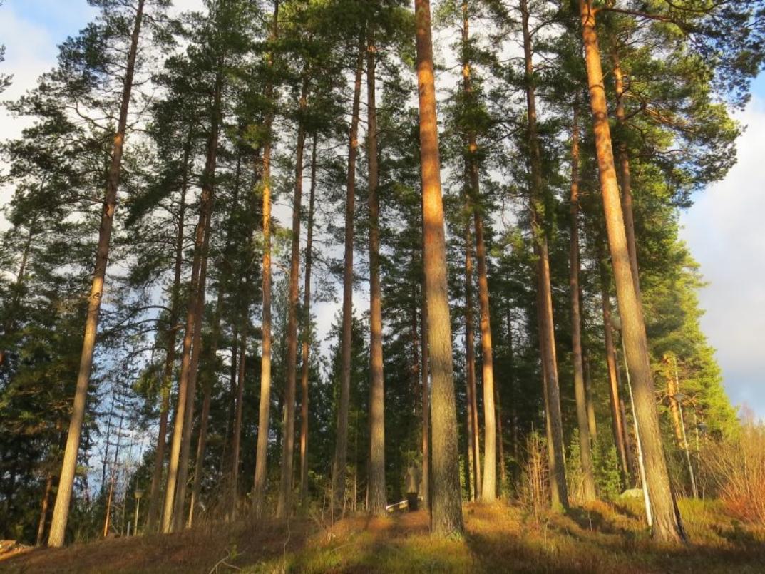 В Пензенской области леса принесли больше денег, чем планировалось