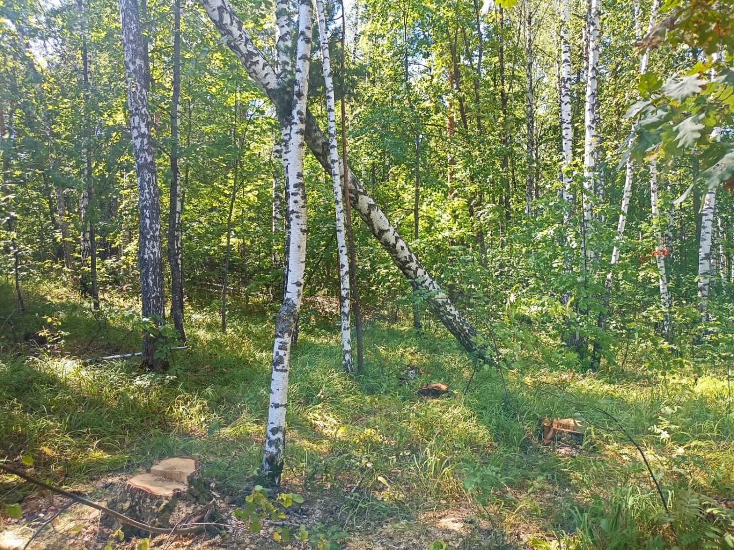 В Кузнецком районе черный дровосек уничтожил березы стоимостью 350 тысяч рублей