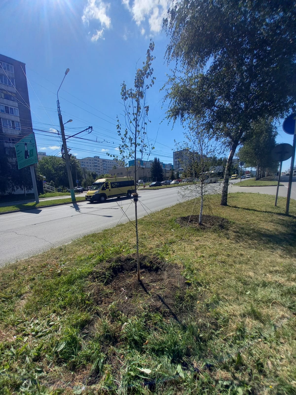 В Пензе подрядчику придется до октября поливать новые саженцы на проспекте Строителей