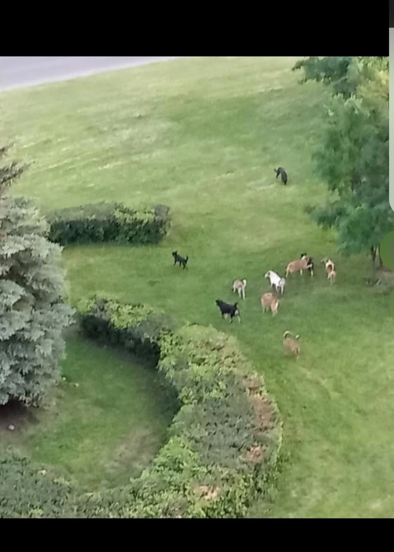 Пензенцы жалуются на стаи бродячих собак