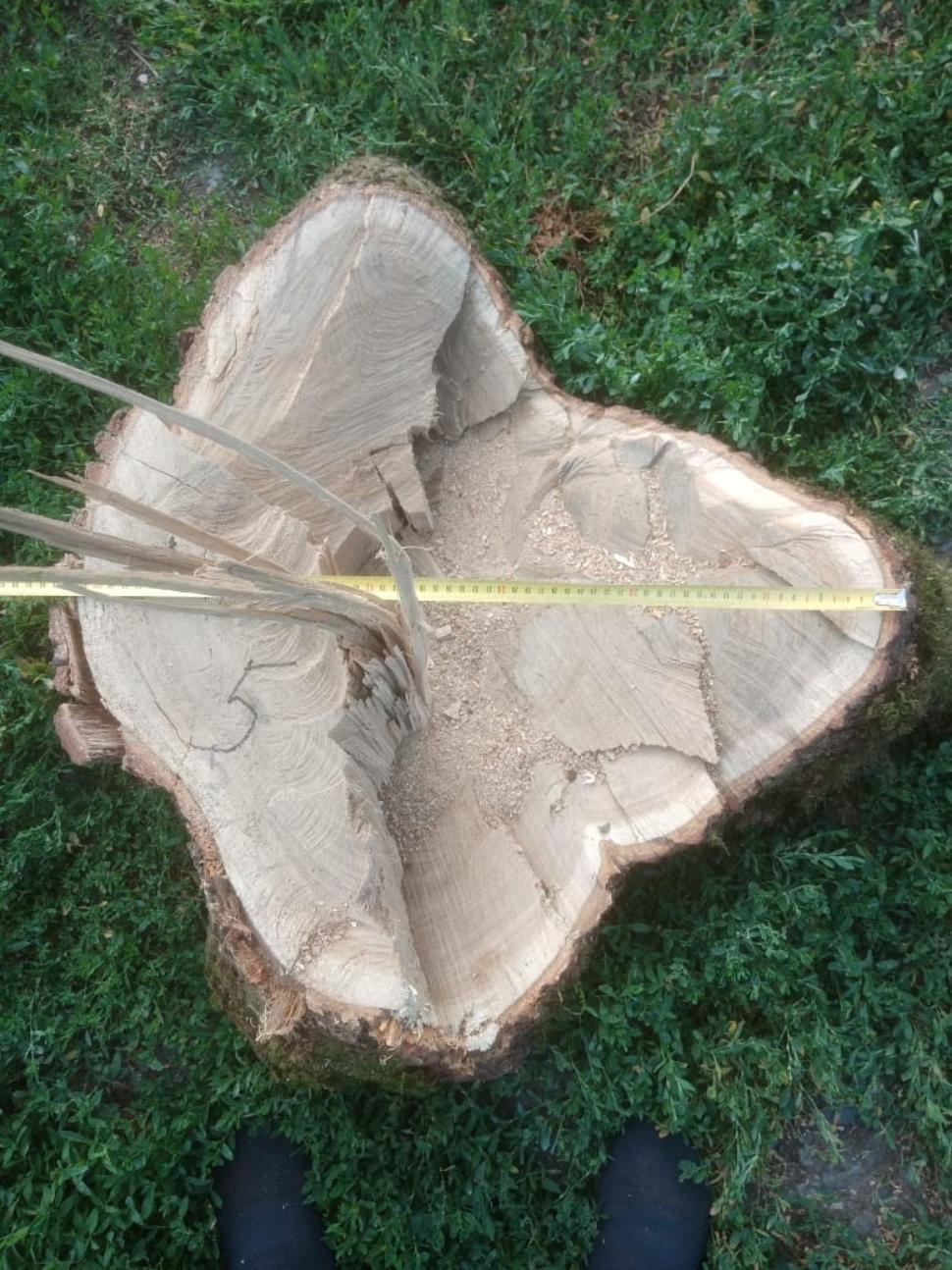 В Пензенской области дровосек срубил дуб стоимостью более 1,7 млн рублей