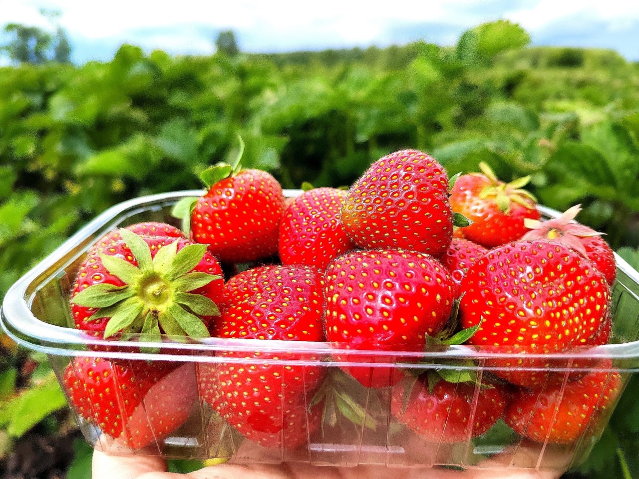 Пензенцам рассказали об исключительной пользе клубники