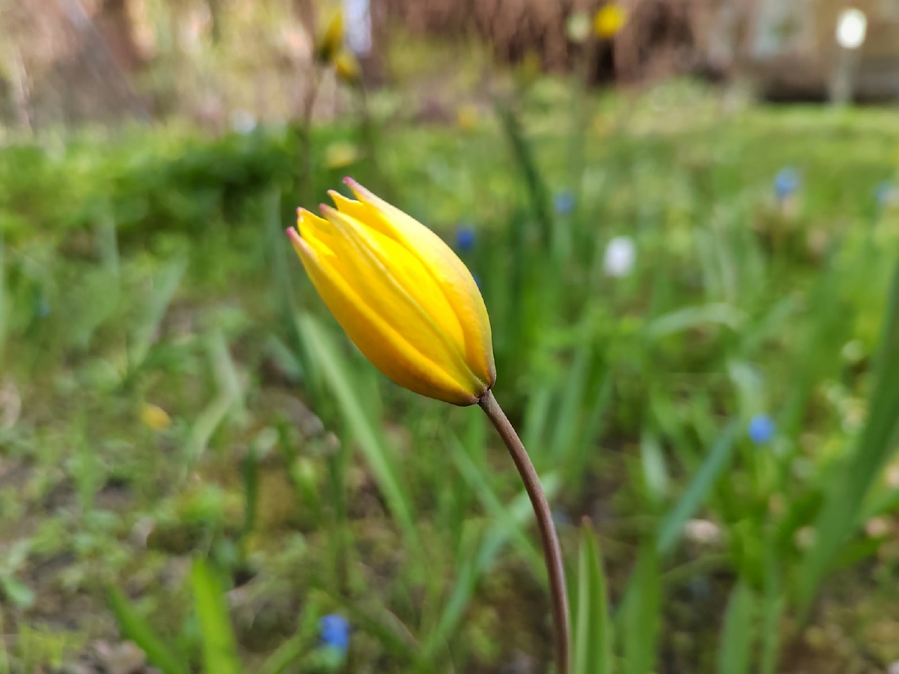 В Пензе перенесли открытие входа в парк Белинского со стороны Карла Маркса