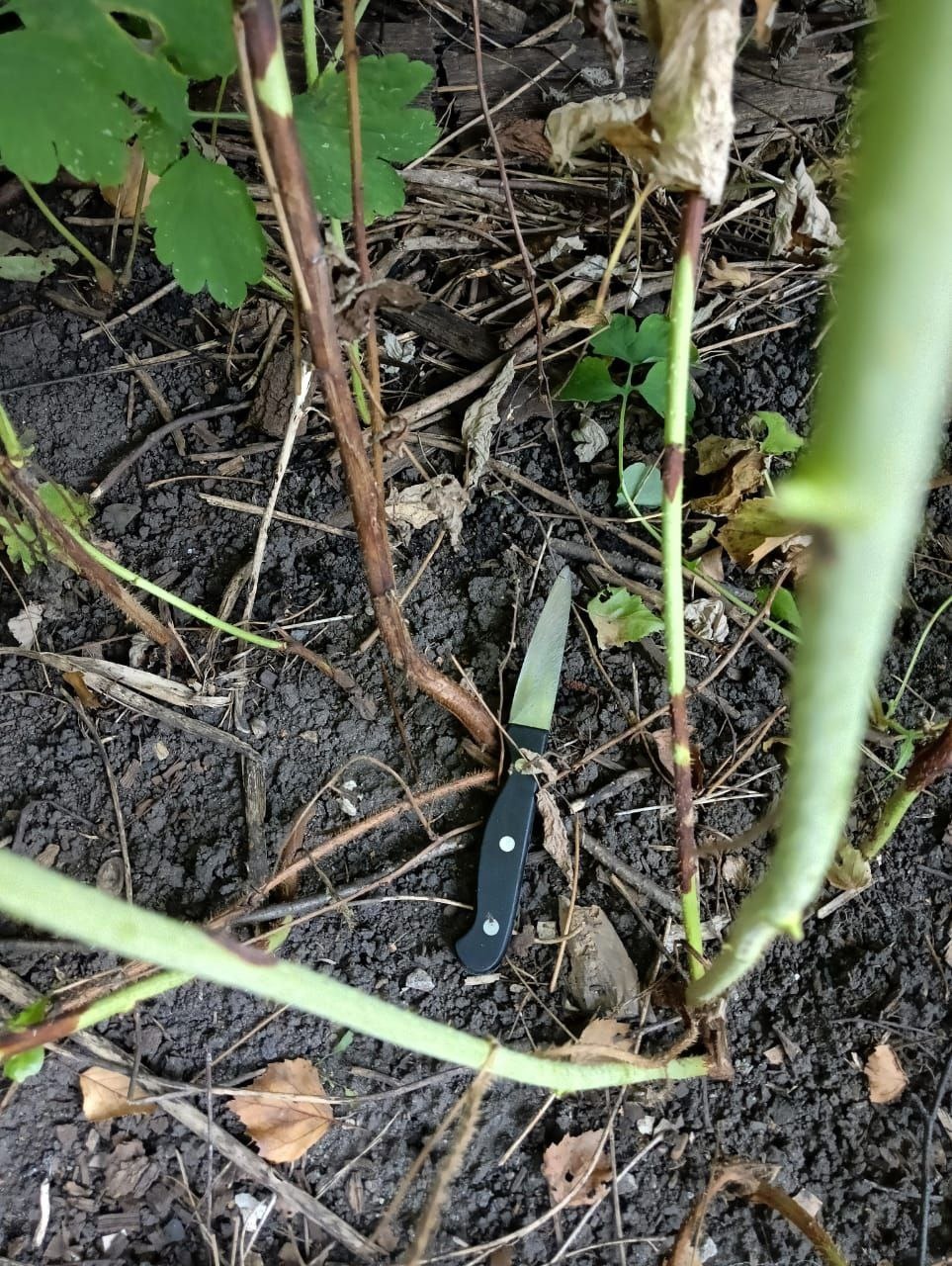 В СМИ рассказали об обезглавленной и нашпигованной чесноком жительнице Бессоновского района