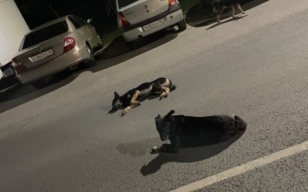 Зареченка пострадала от нападения стаи собак