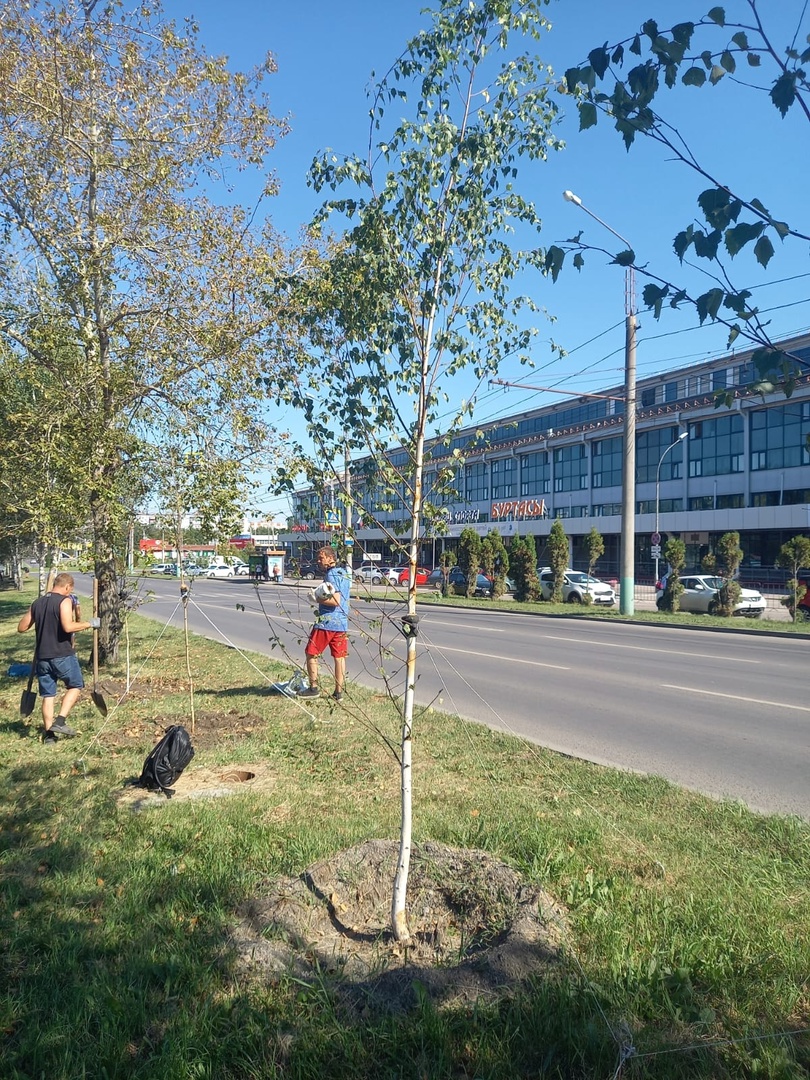 В Пензе на проспекте Строителей погибли 25 молодых деревьев