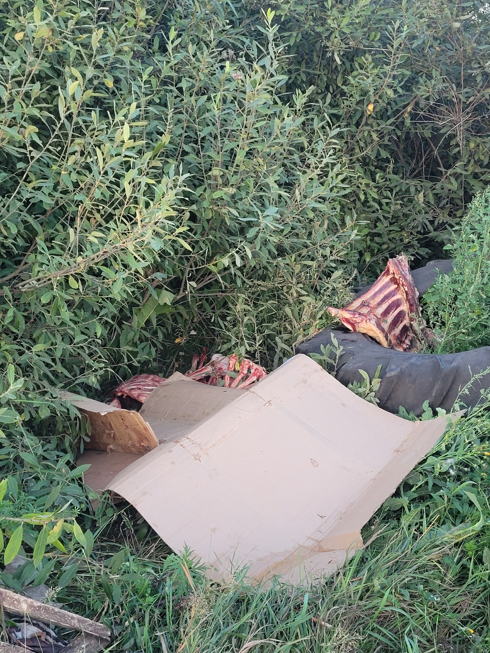 В Богословке к домам пензенцев подкинули труп мертвого животного