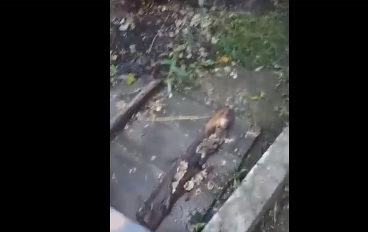 Жители Сурска пожаловались на нечищеные колодцы с канализацией