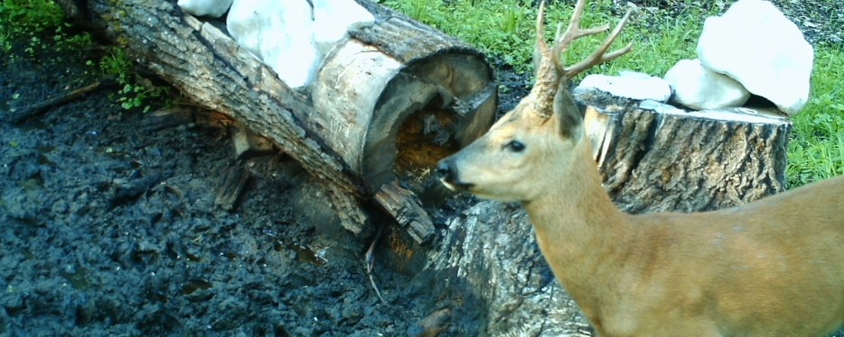 В Пензенской области начался прием заявок на участие в жеребьевке на добычу косули