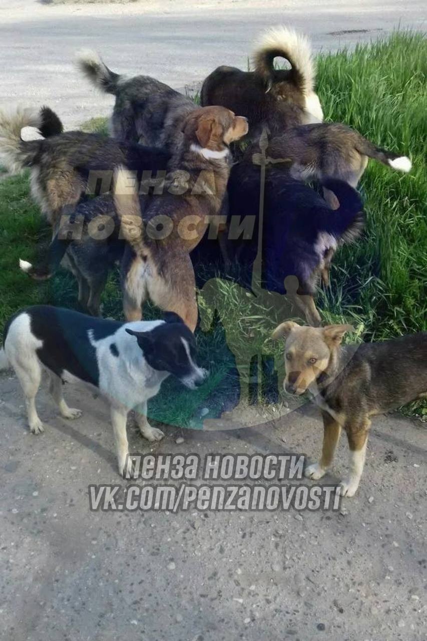 В пензенских Ахунах собаки покусали 5-летнего ребенка