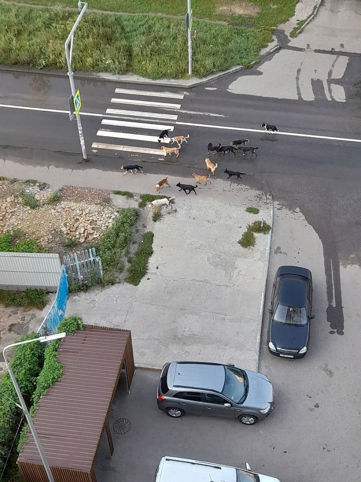 В пензенском Арбекове стая из 15 собак забегает на территорию детских садов