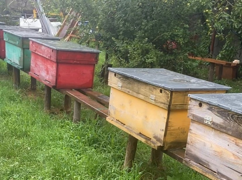 В 2024 году ужесточатся правила уведомления пензенских пчеловодов об обработках полей пестицидами