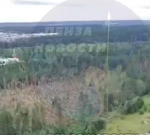В Никольском районе после страшного урагана «полысел» лес
