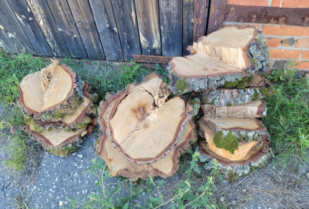 Кузнечанину грозит 7 лет тюрьмы за незаконную рубку березы