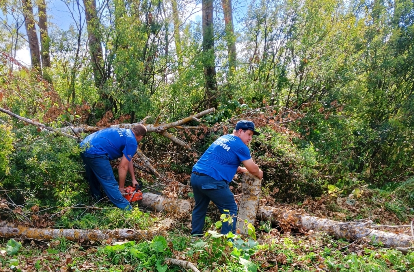 В Никольске поваленные ураганом деревья не могут убрать раньше ноября