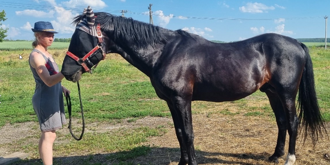 В Пензенской районе 18-летний юноша украл трех лошадей