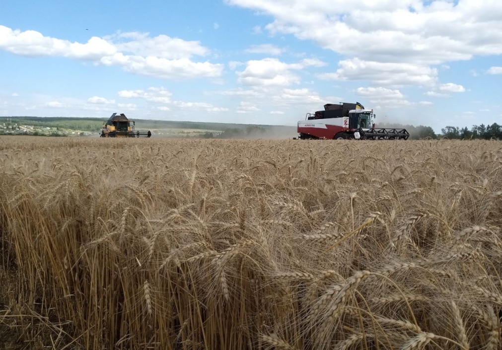 В Пензенской области собрано 2,2 млн тонн зерна