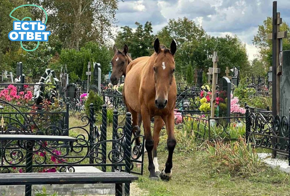 В селе Богословке лошади ходят по территории кладбища