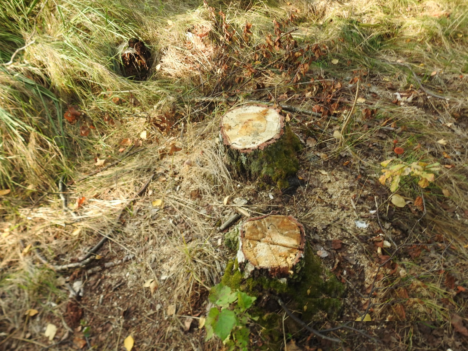 В Пензенской области неизвестные вырубили деревья почти на полмиллиона рублей