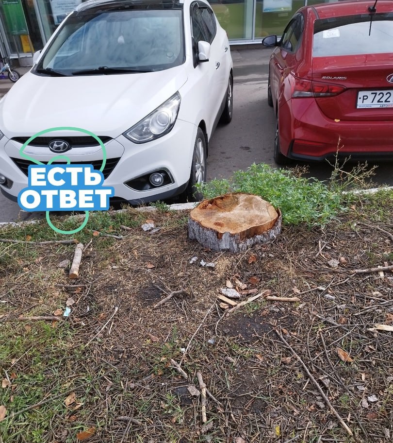 Пензенцам объяснили, зачем срубили многолетние ели на улице Гагарина