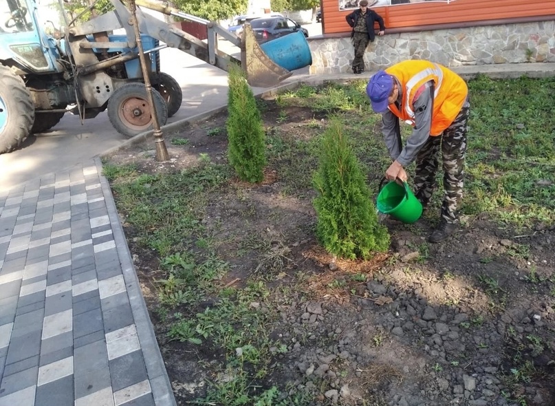 В Сердобском сквере Яблочкова высадили молодые туи