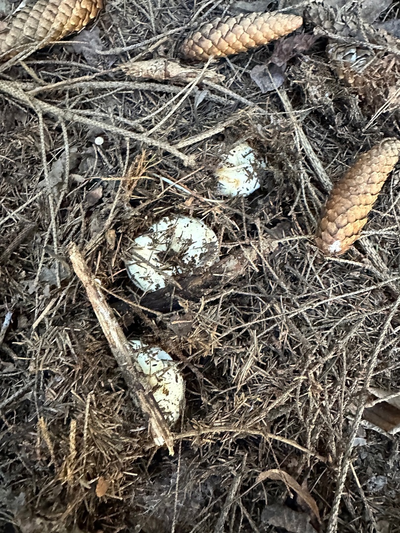 Грибникам рассказали об опасностях в пензенских лесах