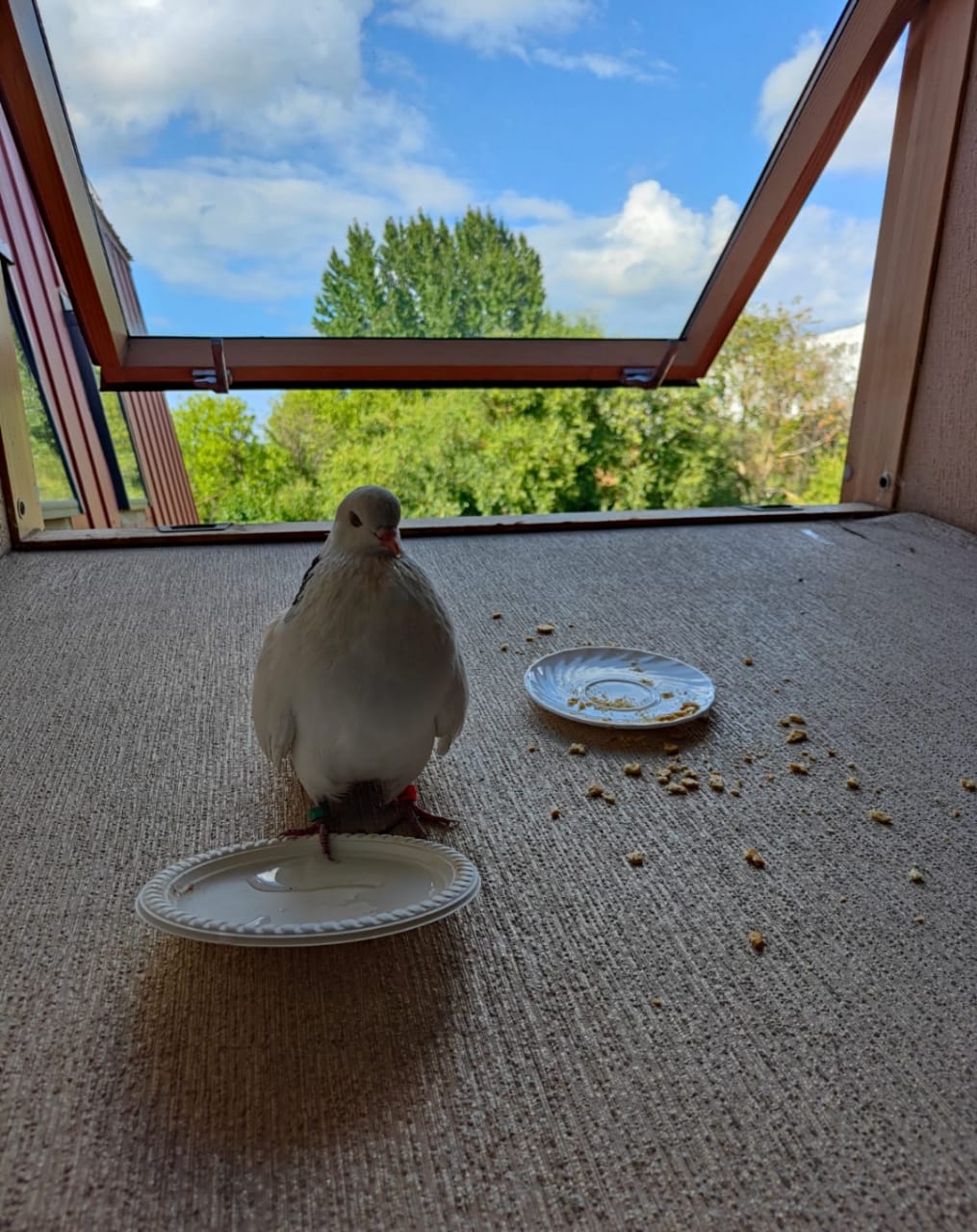 В Пензе судебные приставы спасли заблудившегося голубя