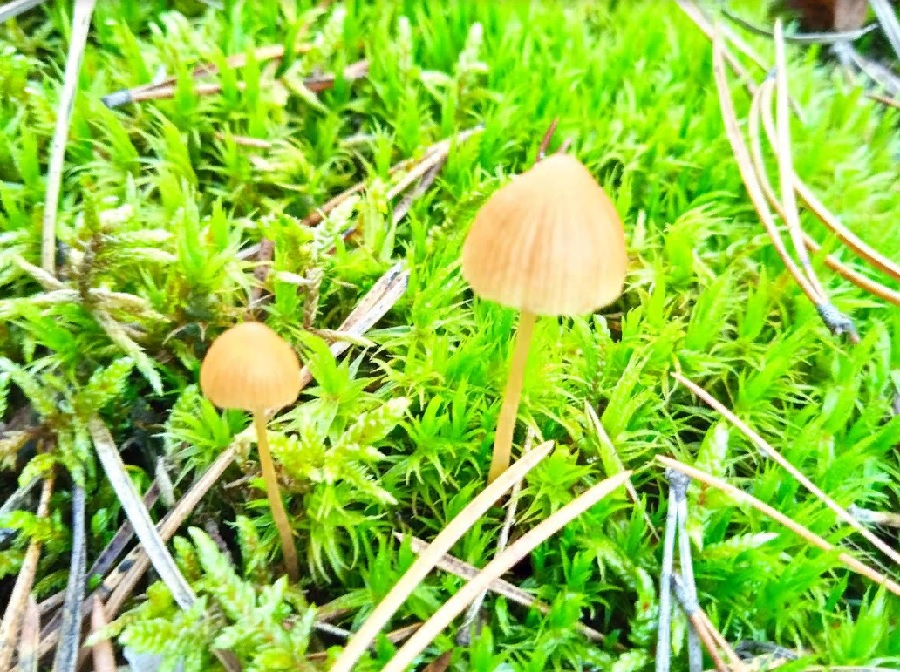 В Вадинском районе выявлен очаг наркосодержащих растений