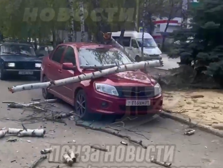 В пензенском Арбеково сухое дерево упало на автомобиль