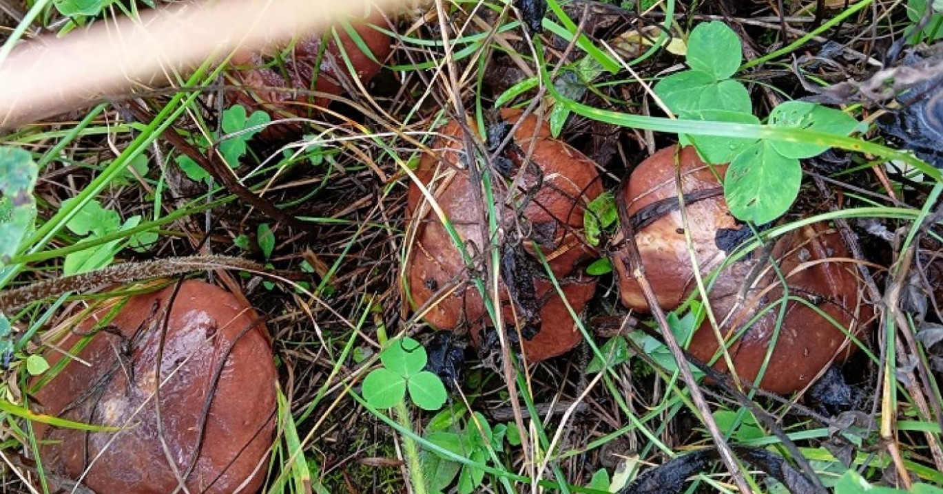 Пензенцы делятся результатами осенней «тихой охоты»