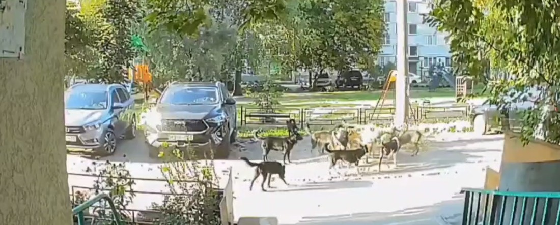 В Арбеково стая бездомных собак растерзала еще одну кошку