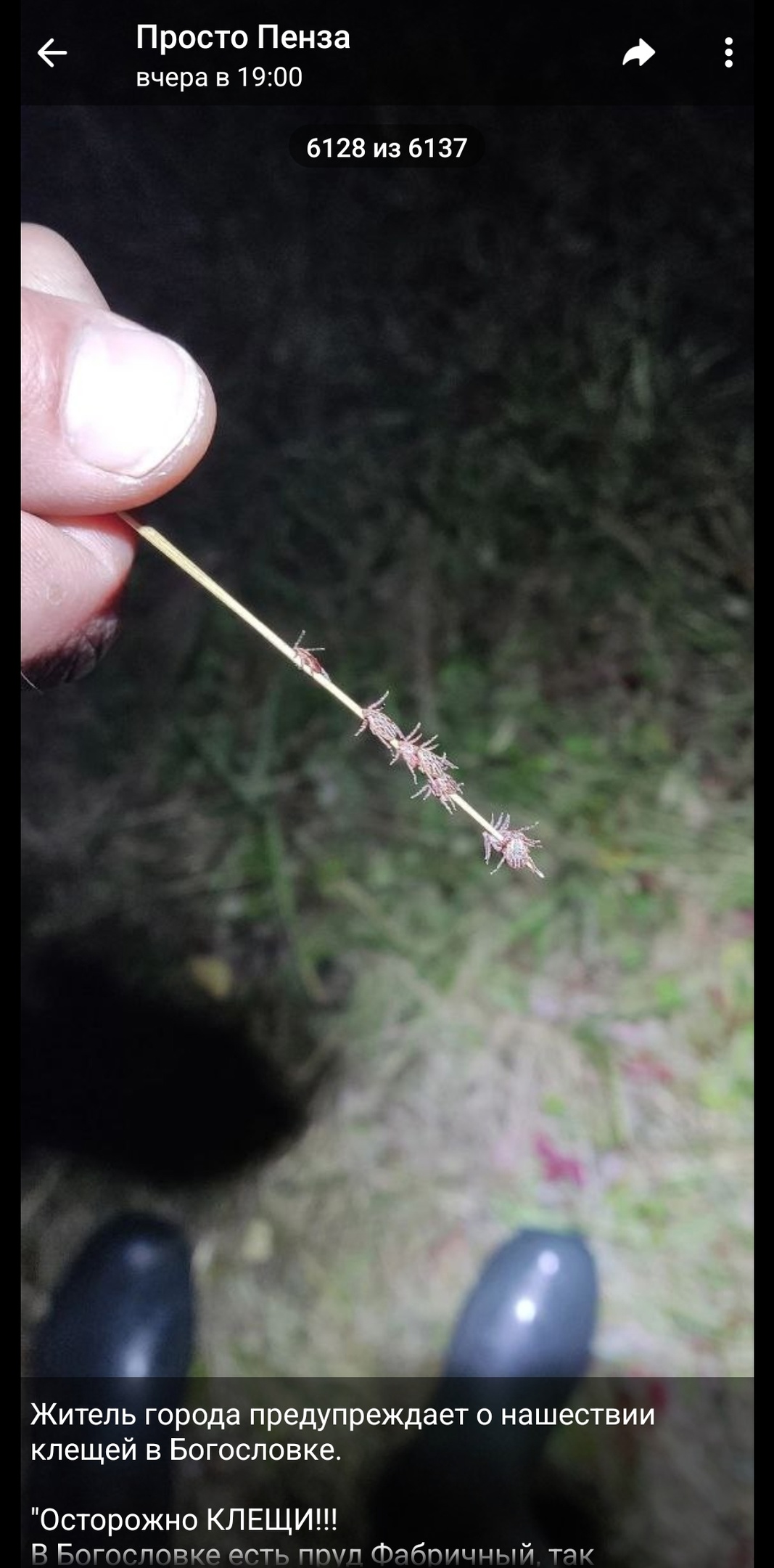 Пензенцы предупреждают о нашествии клещей в Богословке