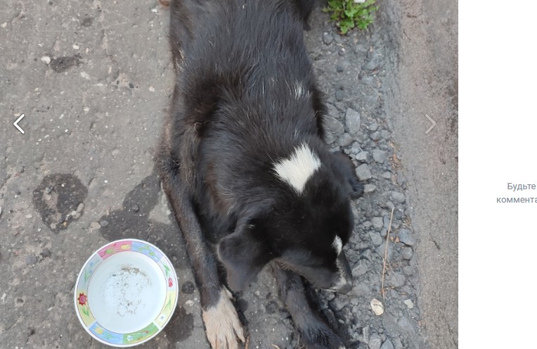В Никольске во время отлова погибли 6 собак