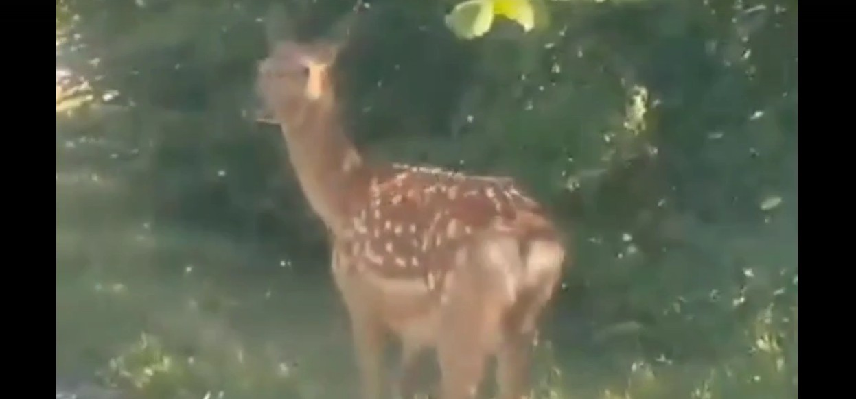 В Пензенской области пятнистый олень устроил прогулку по трассе