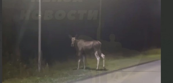 В Заречном лосиха попозировала на камеру и убежала в лес