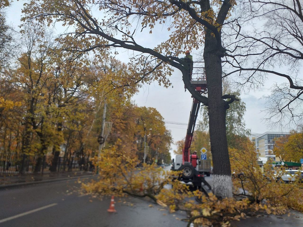 Пензенцам объяснили, почему уничтожили всю растительность на улице Чаадаева