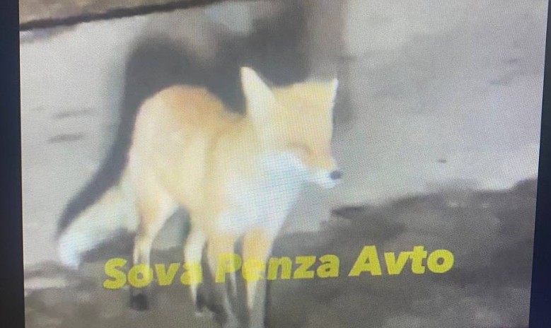 Пензенцы на ГПЗ встретили лису